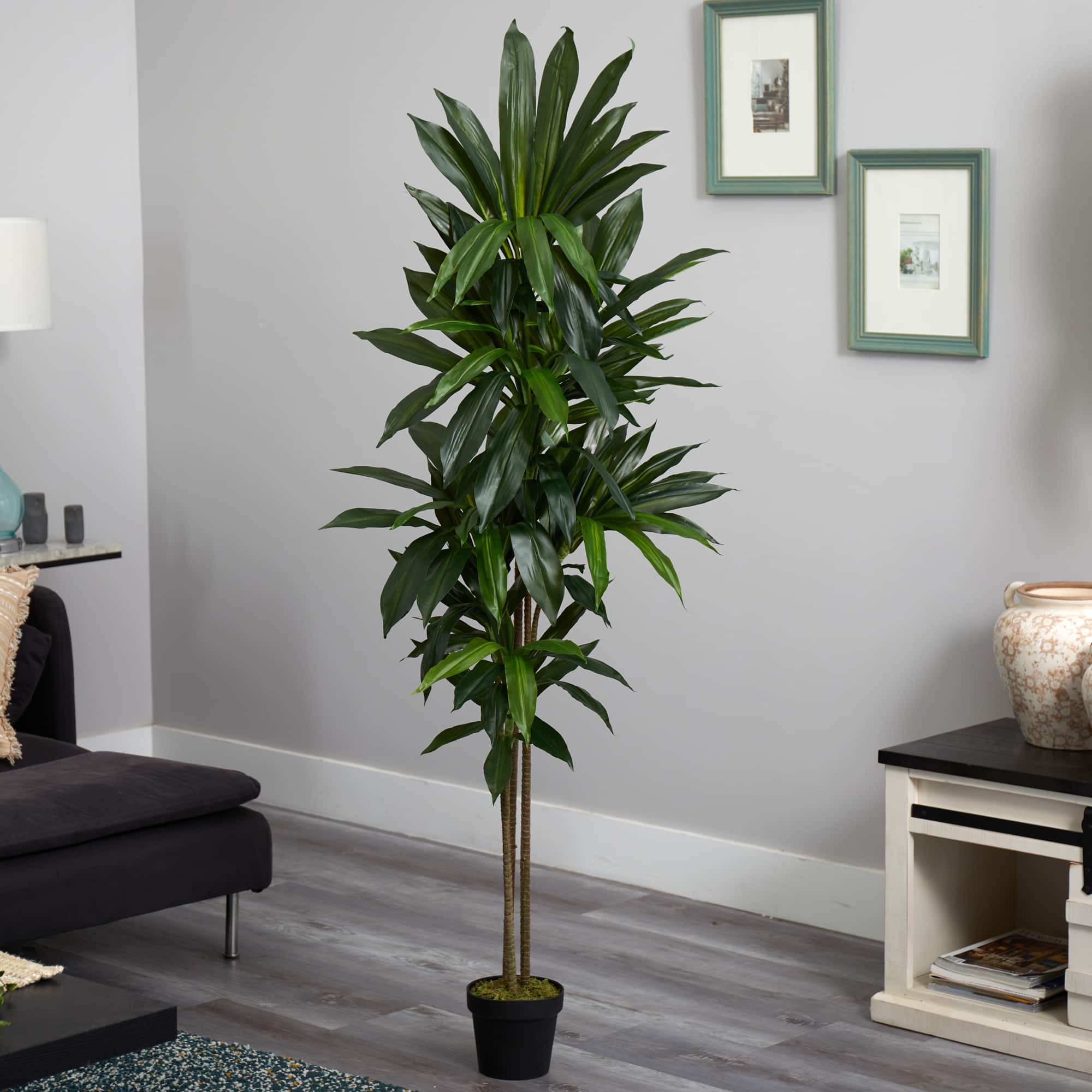 6ft. Potted Dracaena Plant